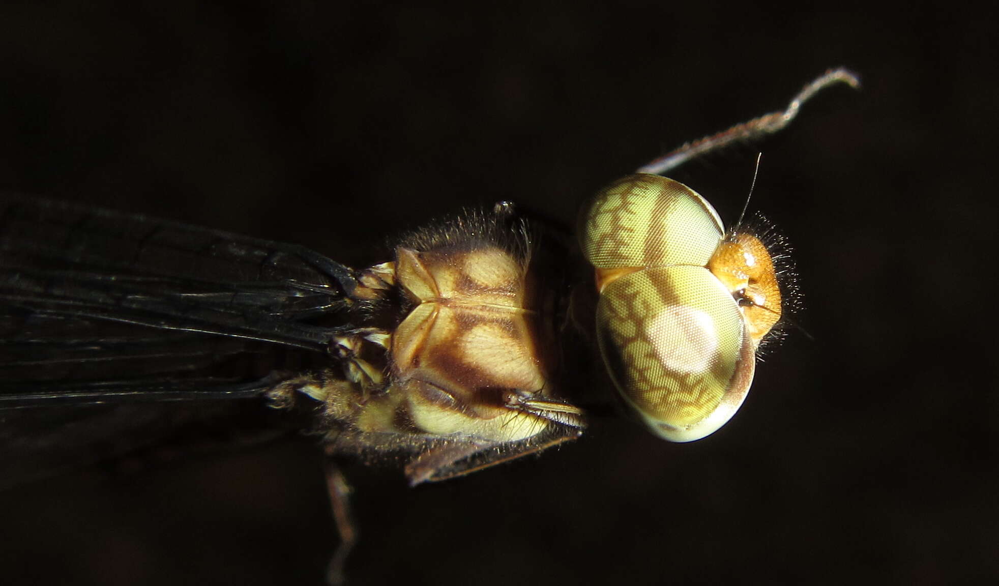 Imagem de Parazyxomma flavicans (Martin 1908)