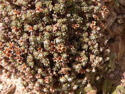 Image of Androsace sericea Ovczinn.