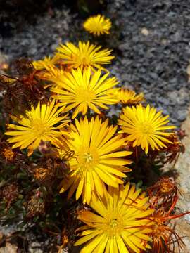 Image of Drosanthemum flavum (Haw.) Schwant.