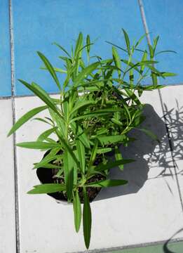 Image of tarragon