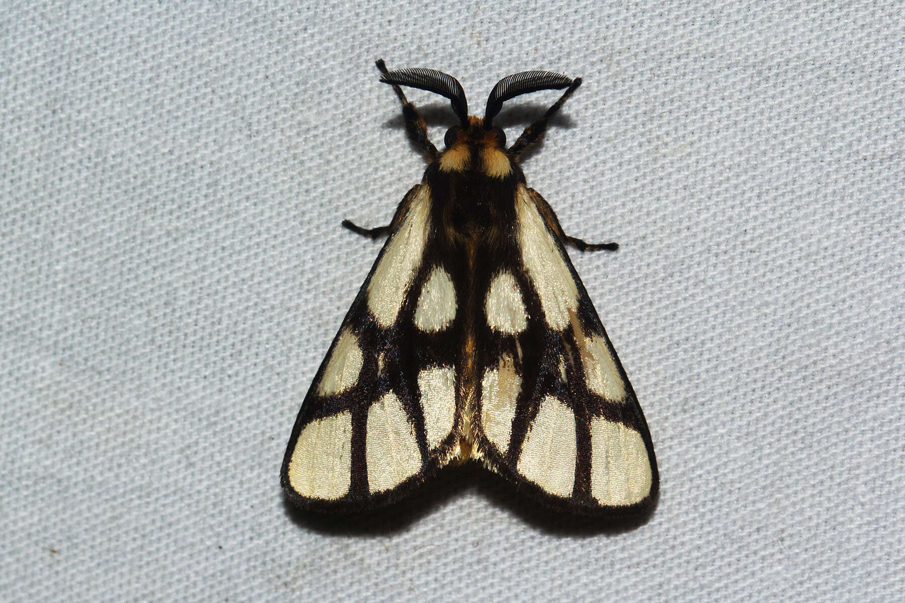 Image of Anaphe reticulata Walker