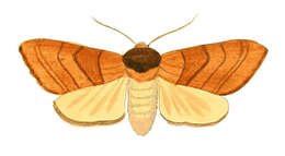 Image of Yellow-necked Caterpillar Moth