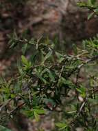 Sivun Leptospermum polygalifolium Salisb. kuva