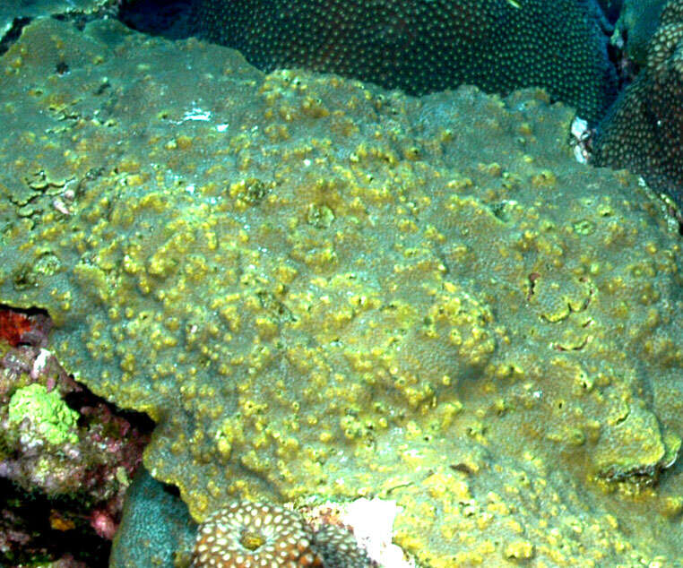 Image of boulder star coral