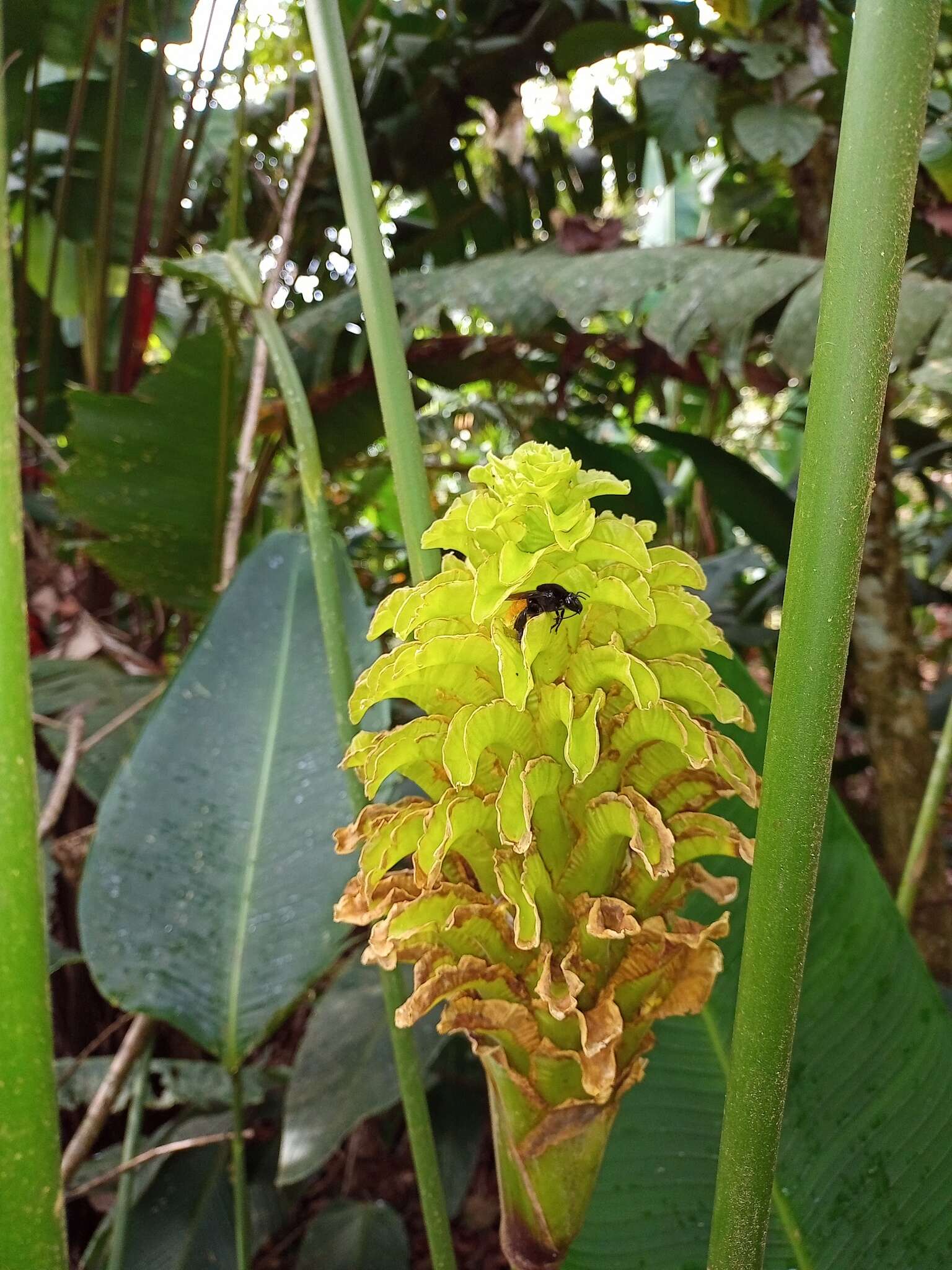 Image of Calathea guzmanioides L. B. Sm. & Idrobo