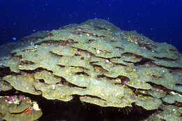 Image of boulder star coral