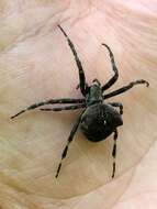 Image of Araneus angulatus Clerck 1757