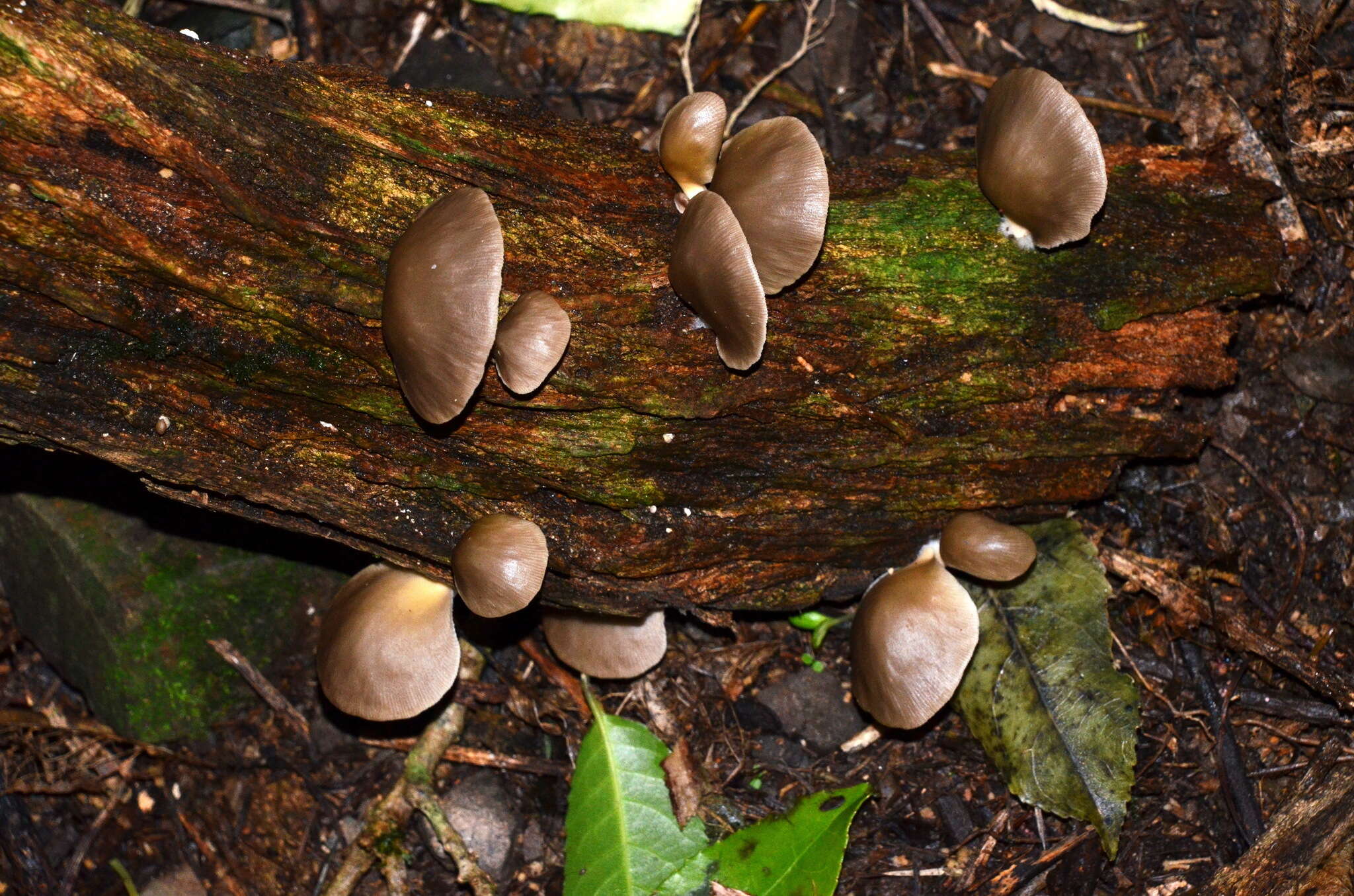 Image of Pleurotus purpureo-olivaceus (G. Stev.) Segedin, P. K. Buchanan & J. P. Wilkie 1995