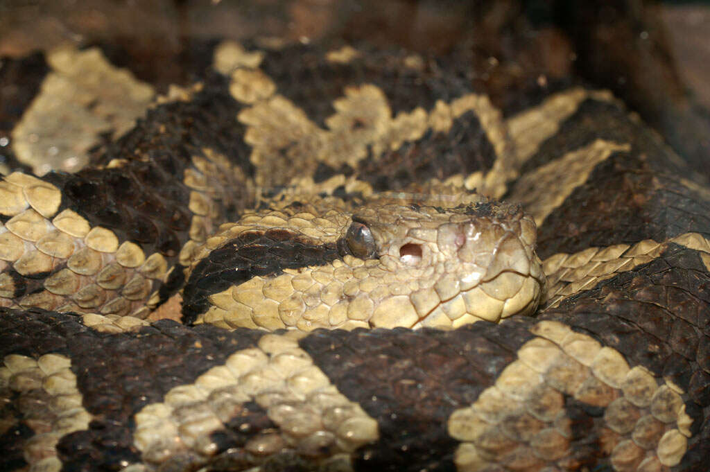 Image of Jumping Pit Viper