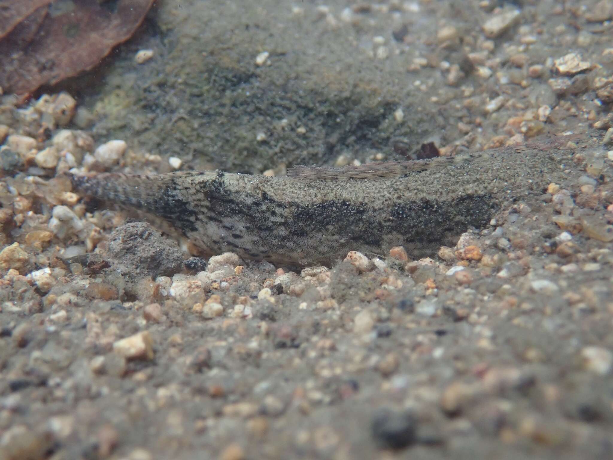 Imagem de Eleotris oxycephala Temminck & Schlegel 1845