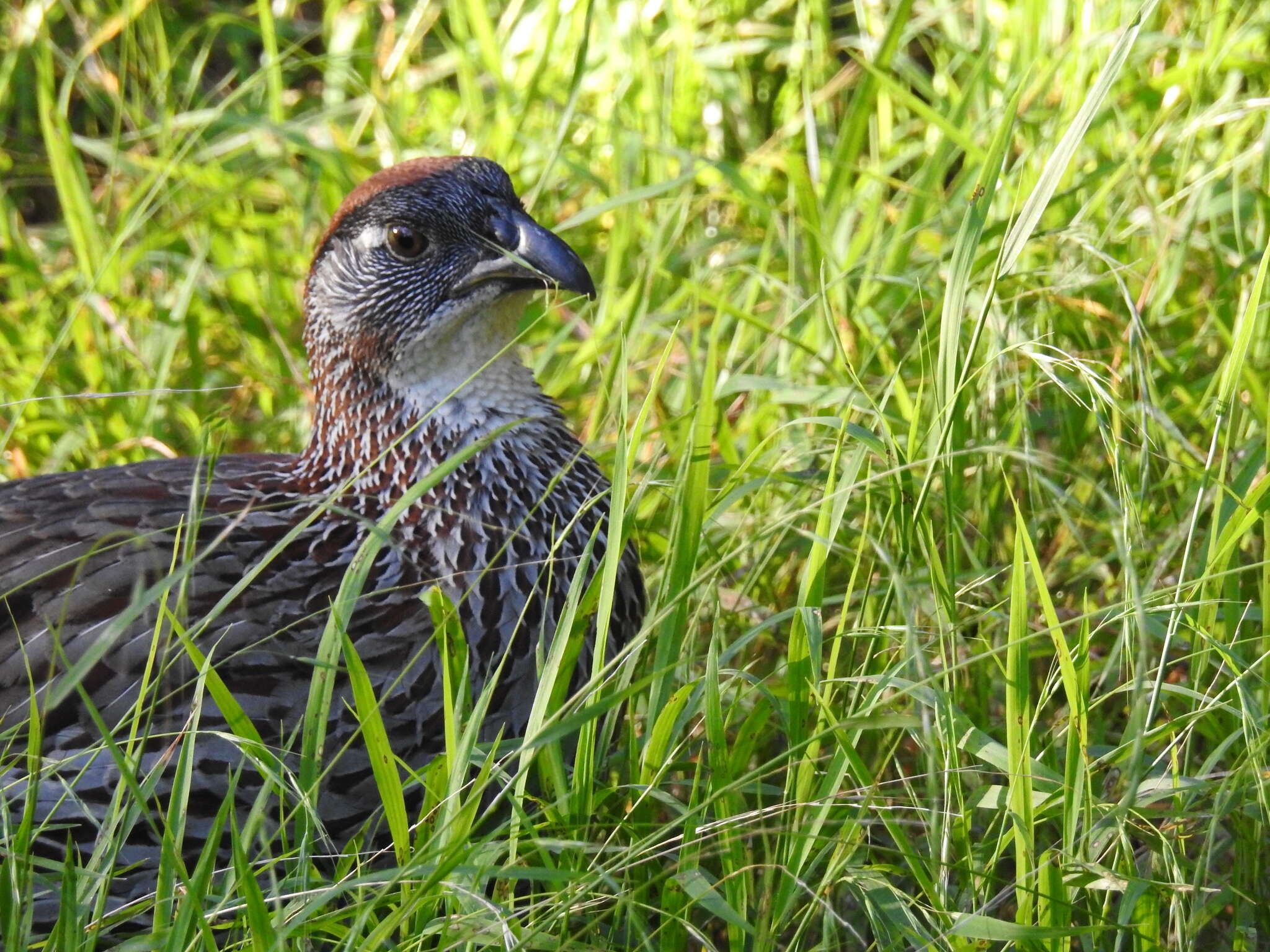 Image of Erckel's Francolin