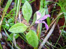 Image de Polygaloides paucifolia (Willd.) J. R. Abbott