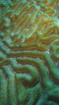 Image of Thin finger coral