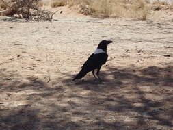 Image of Pied Crow