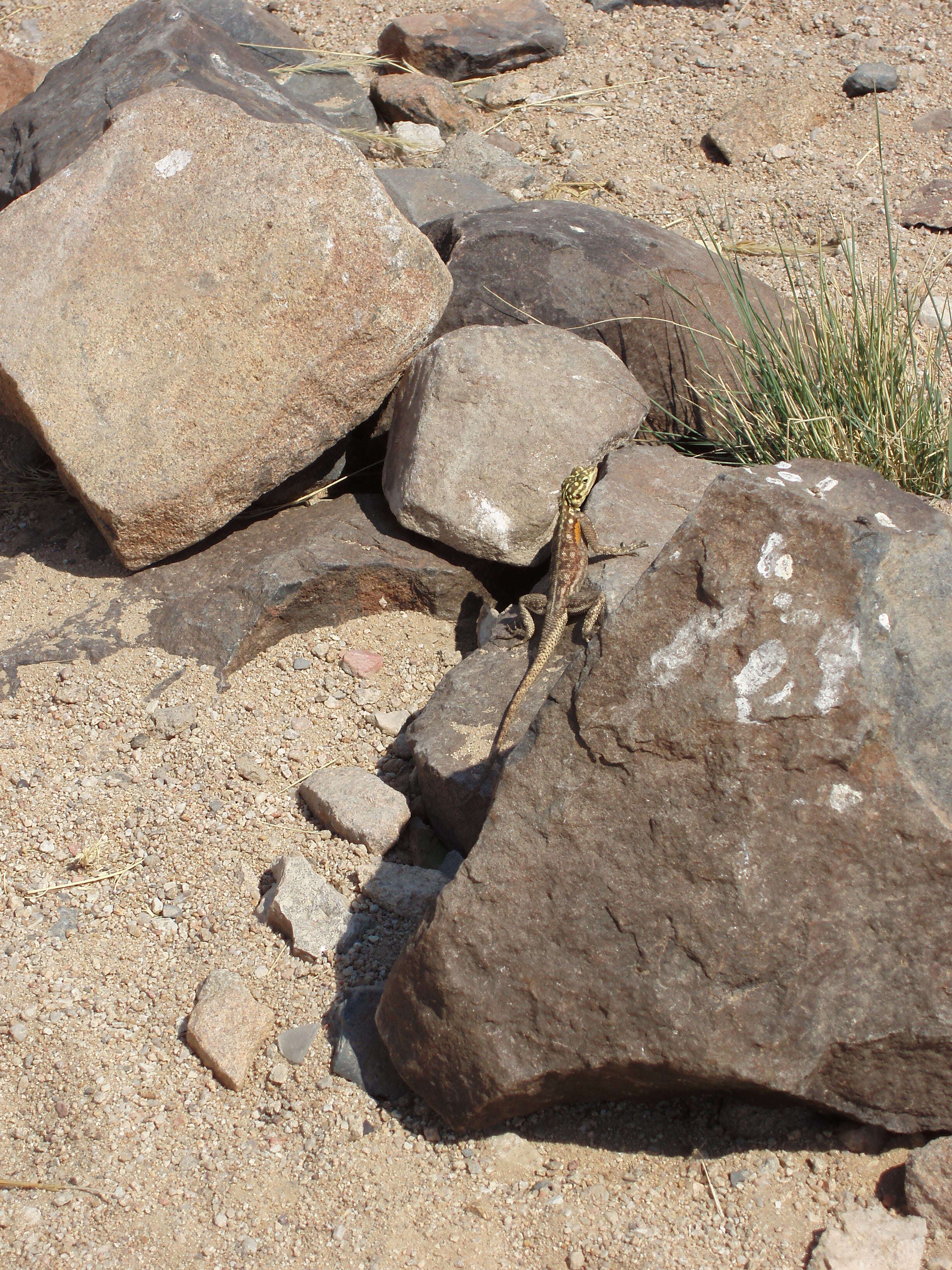 Image of Namib Rock Agama