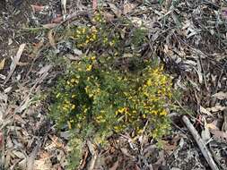 Image of Dillwynia tenuifolia DC.