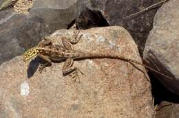 Image of Namib Rock Agama