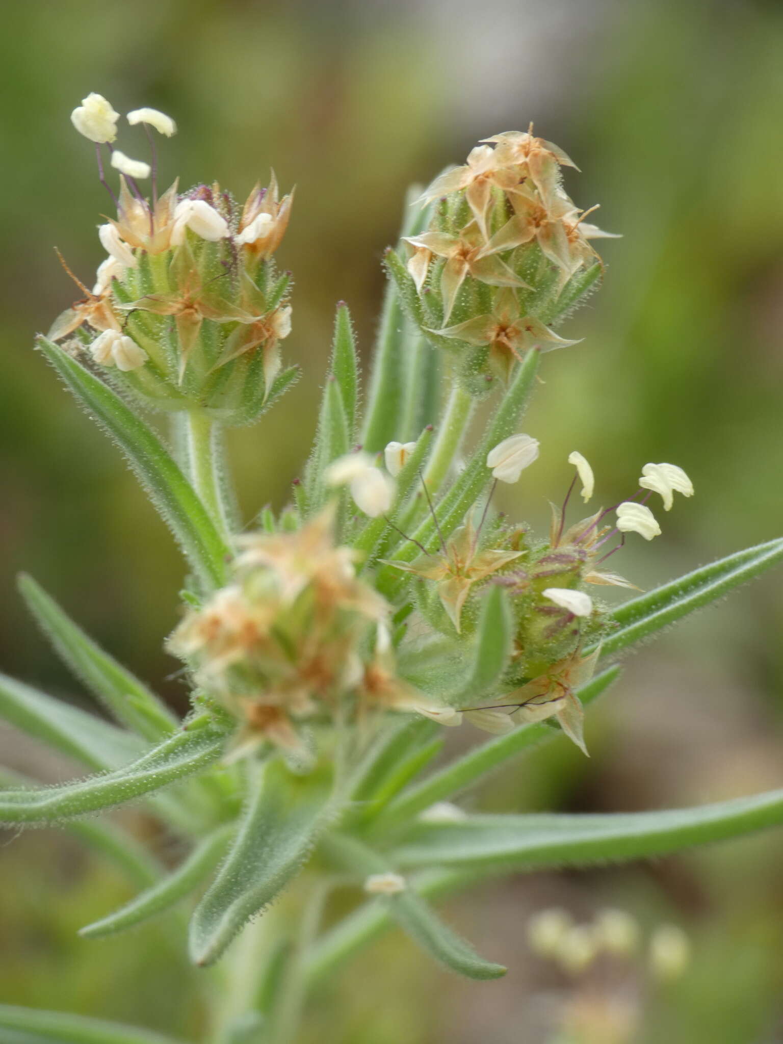 Image of glandular plantain