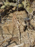 Image of Ground Agama