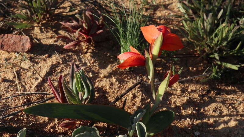 Image of Gladiolus equitans Thunb.