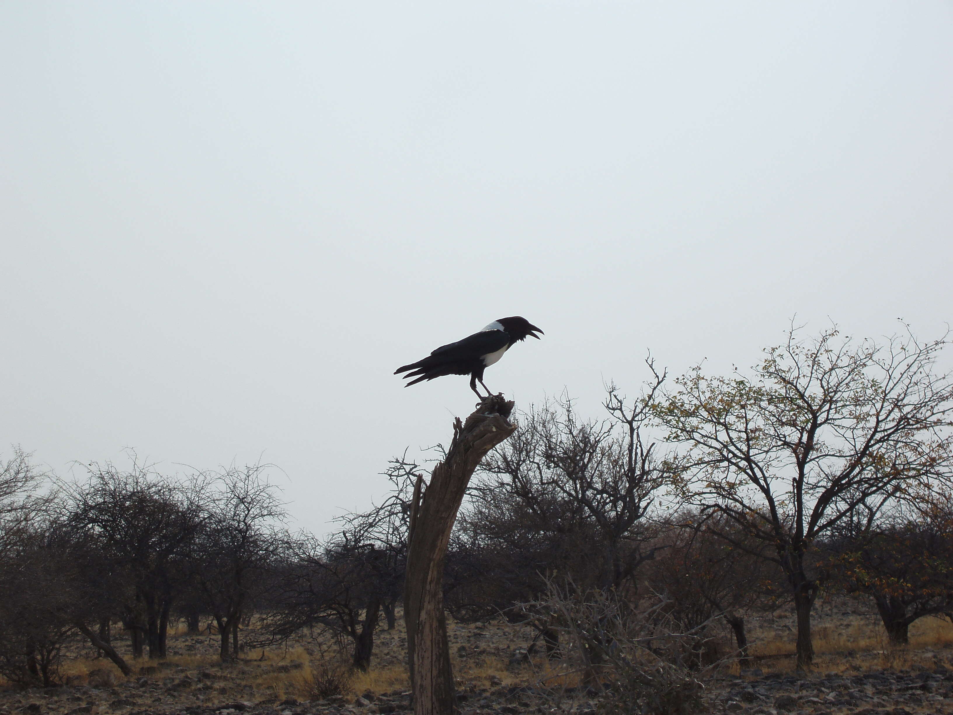 Image of Pied Crow