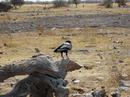 Image of Pied Crow