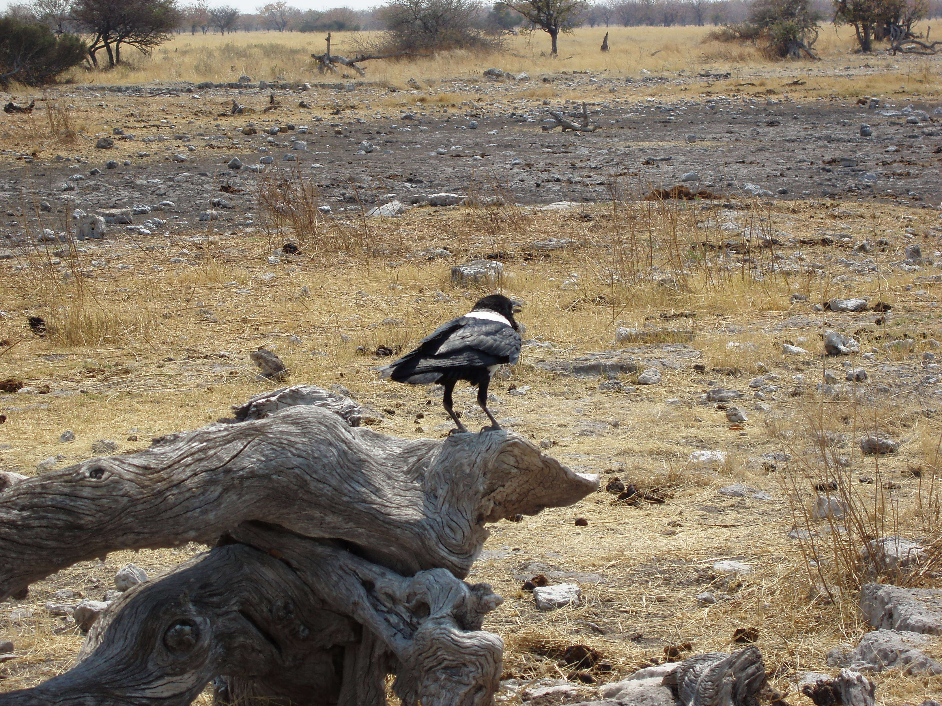 Image of Pied Crow