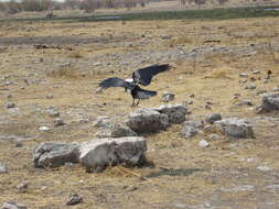 Image of Pied Crow