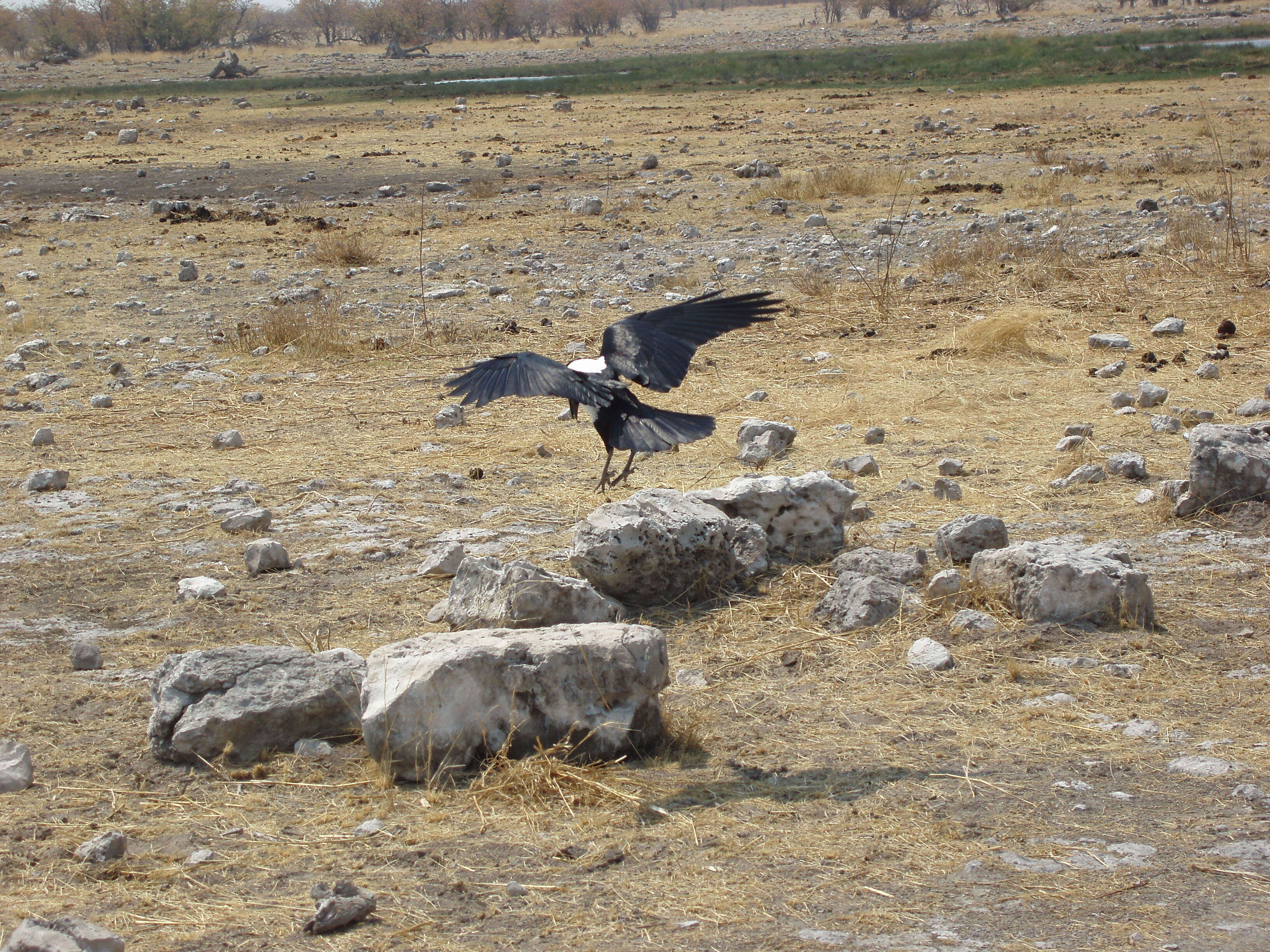 Image of Pied Crow