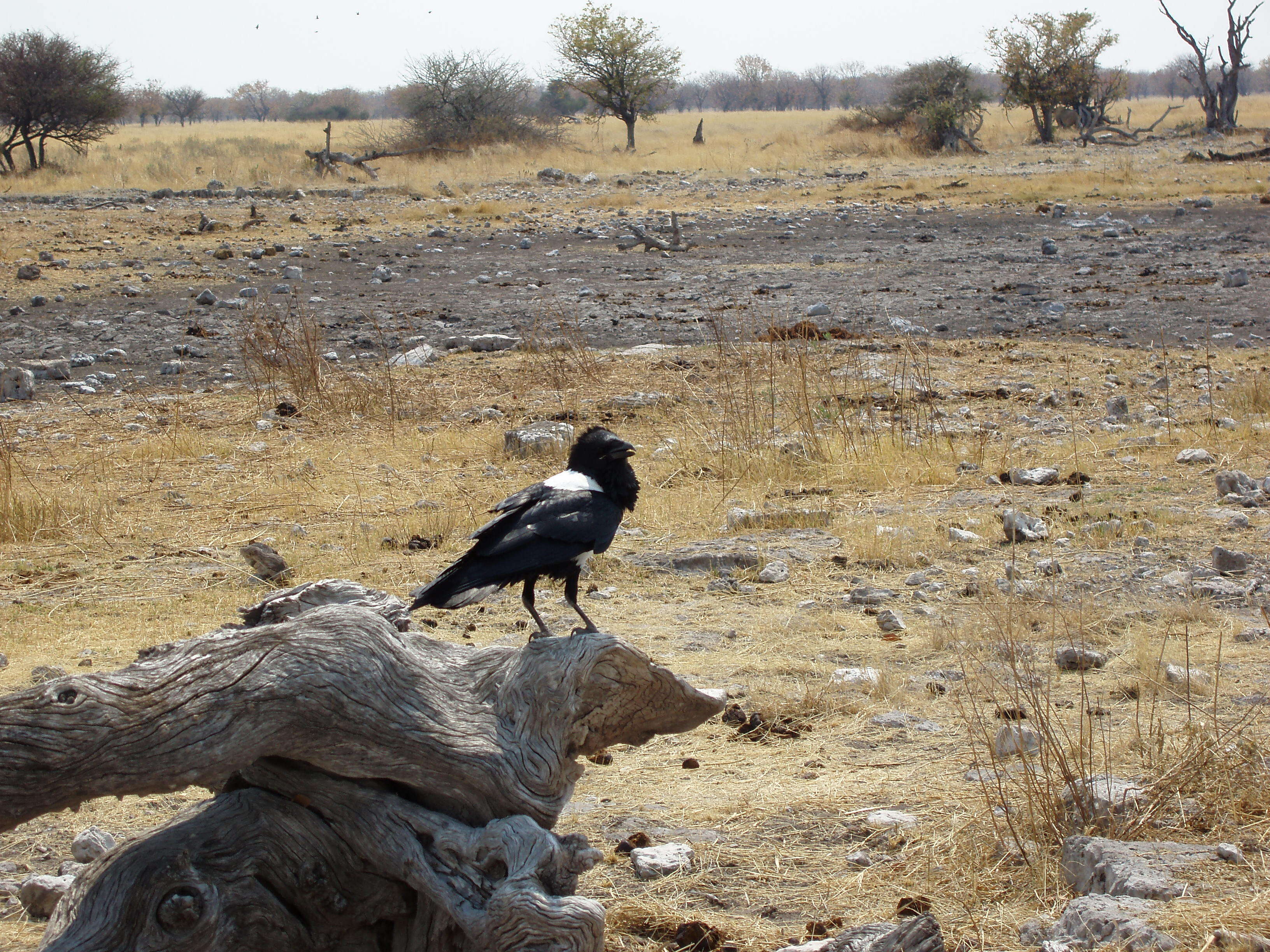 Image of Pied Crow