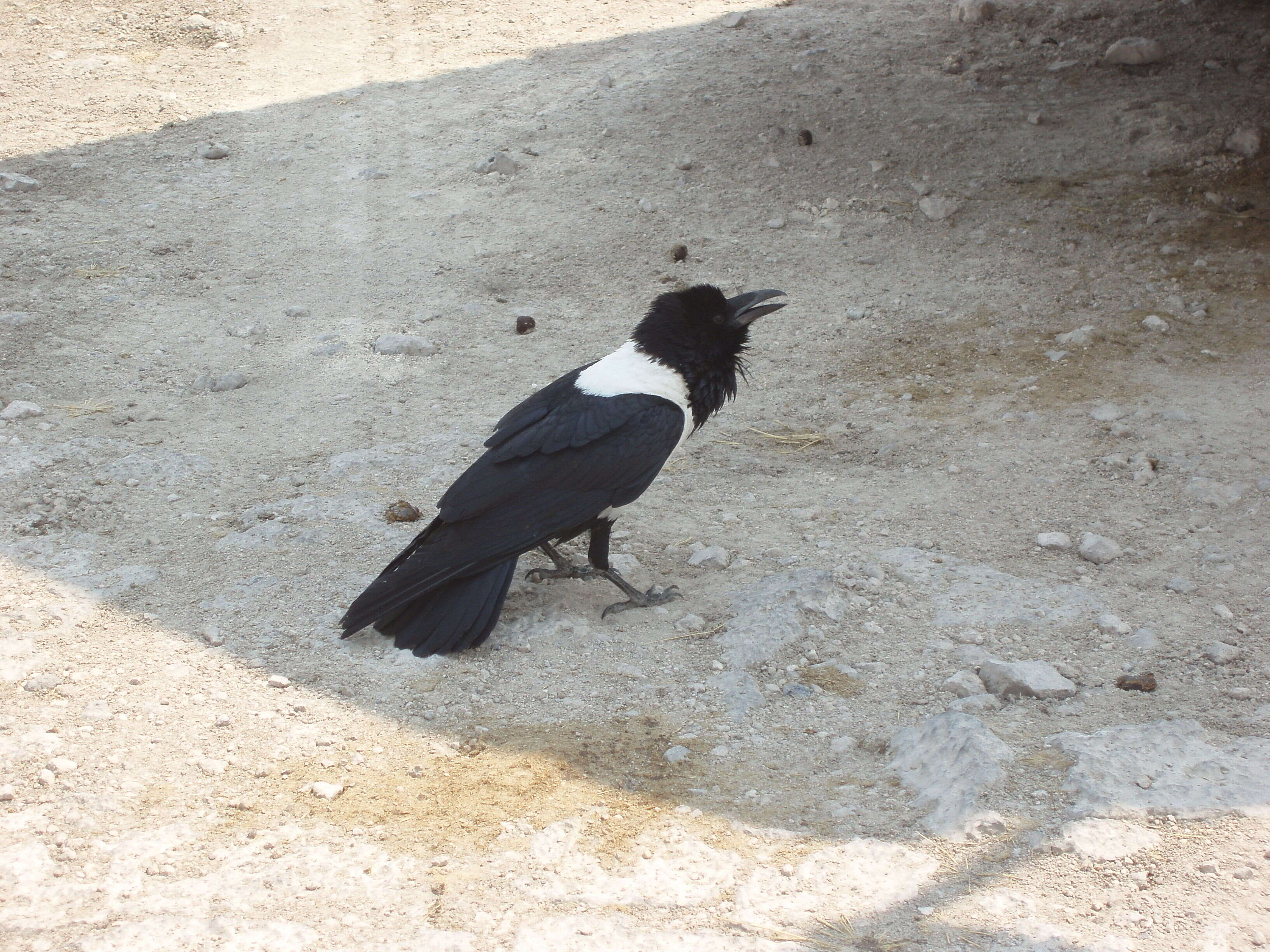 Image of Pied Crow