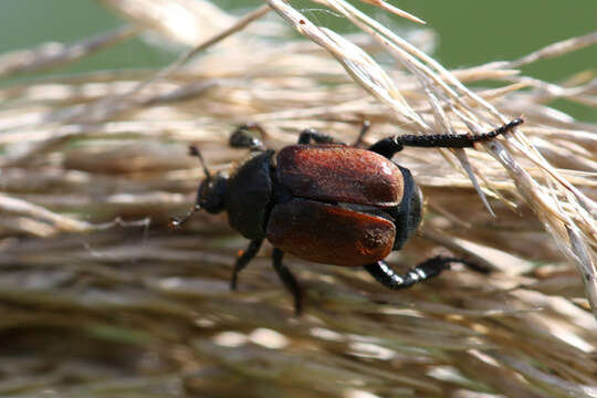 Image of Phyllopertha