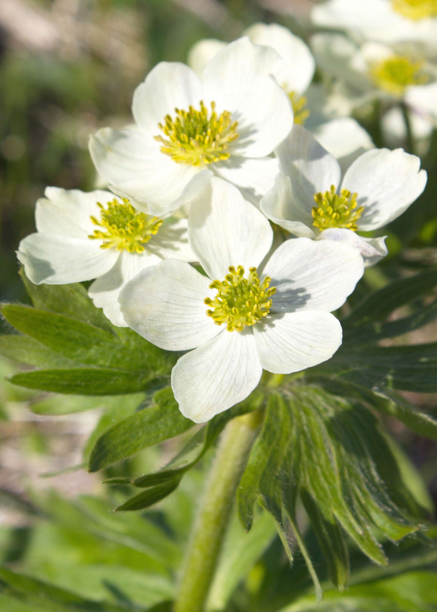 Imagem de Anemonastrum narcissiflorum subsp. villosissimum (DC.) A. Löve & D. Löve