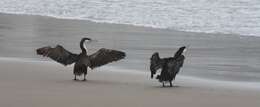 Image of Australian Pied Cormorant