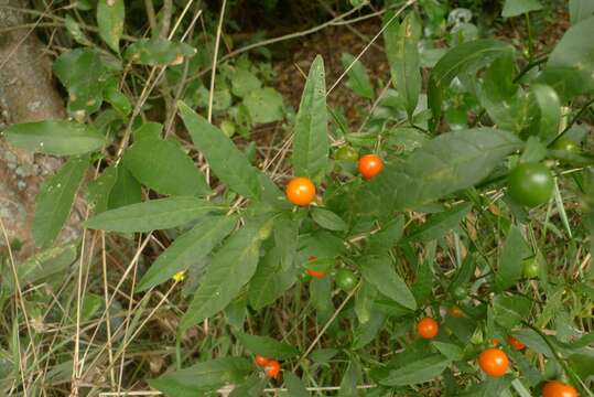 Image of Jerusalem Cherry