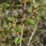 Image of Pomaderris paniculosa subsp. paralia N. G. Walsh