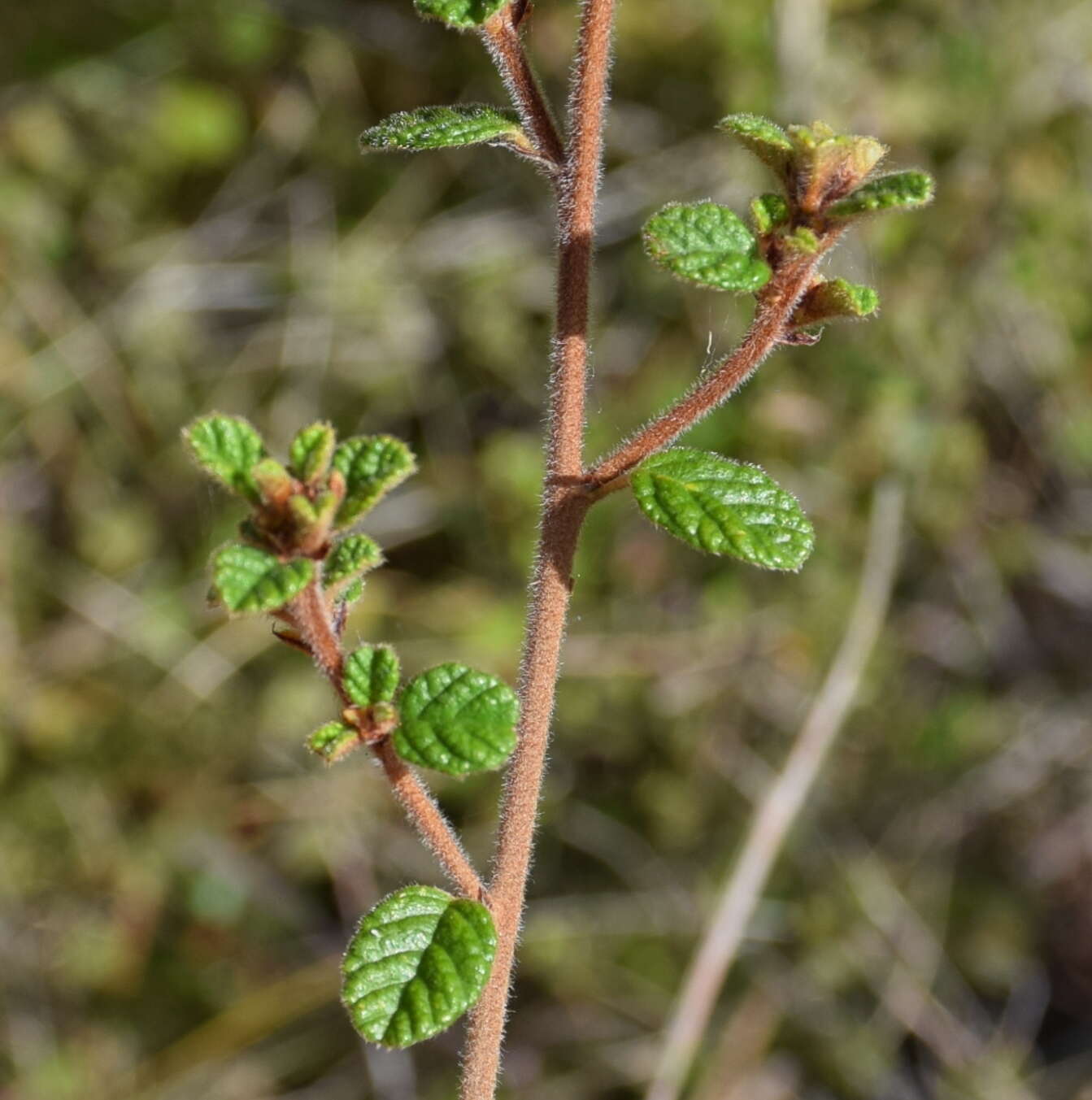 Plancia ëd Pomaderris paniculosa subsp. paralia N. G. Walsh