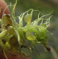 Image of Utricularia raynalii P. Taylor