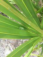 Image of Pine Woods Treefrog