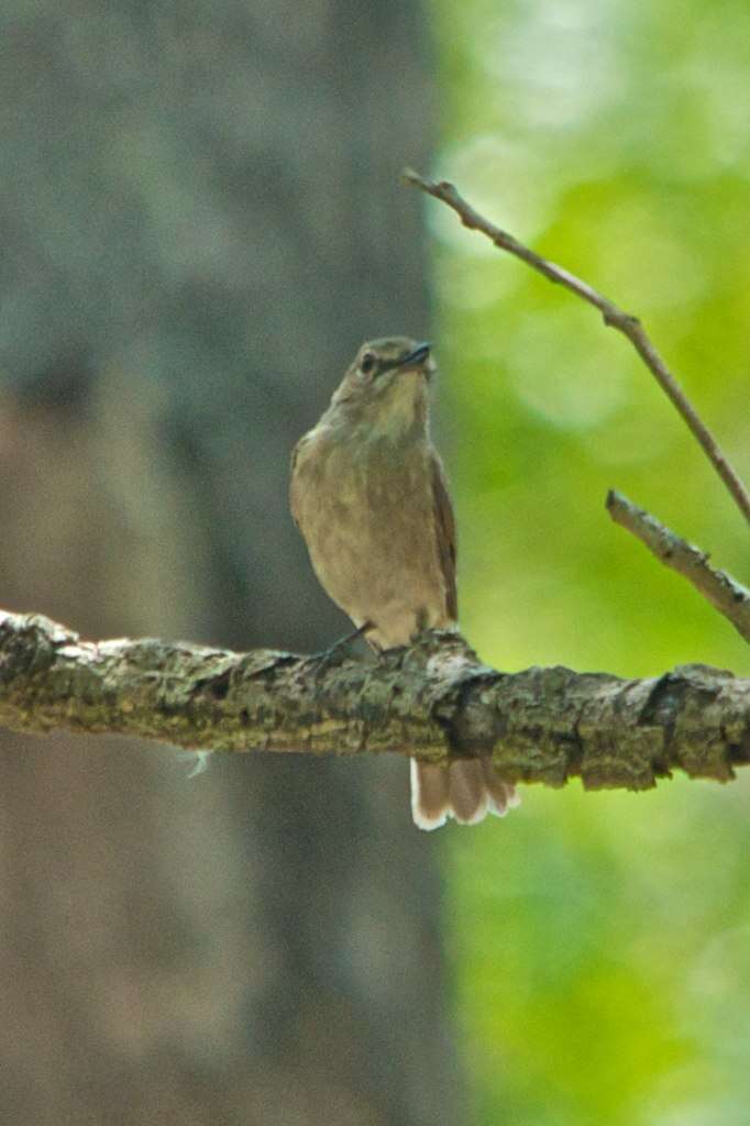 Слика од Bradornis pallidus