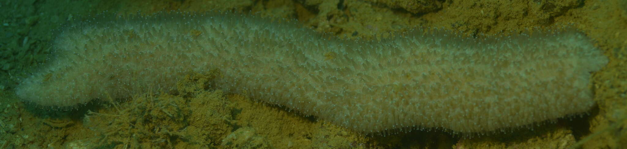 Image of Feather Coral