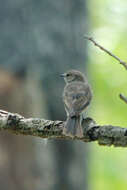 Слика од Bradornis pallidus