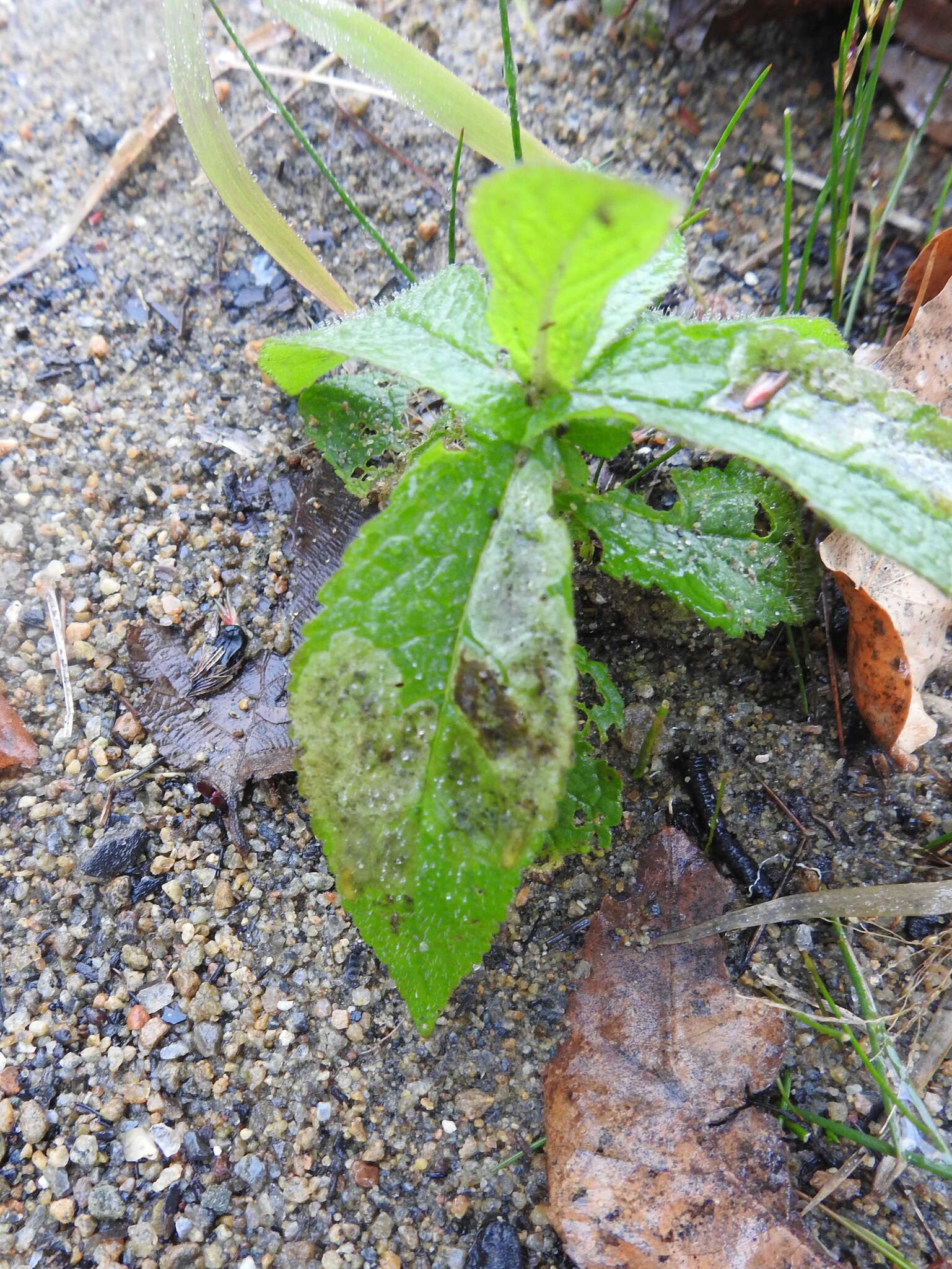 Image of Calycomyza verbenae Hering 1951