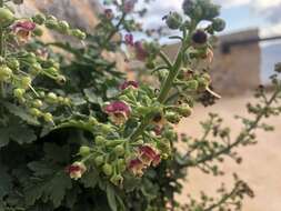 Image of Scrophularia heterophylla Willd.