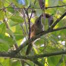 Image of Northern Variable Pitohui