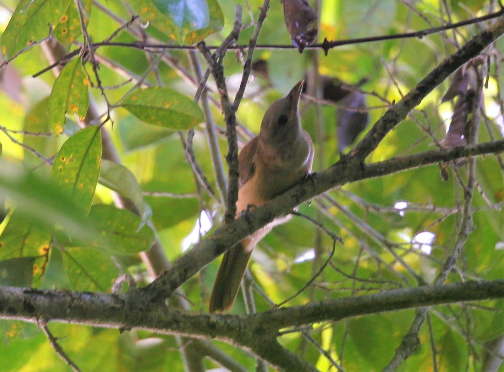 Image of Northern Variable Pitohui