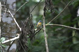 Image of Cyornis whitei whitei Harington 1908