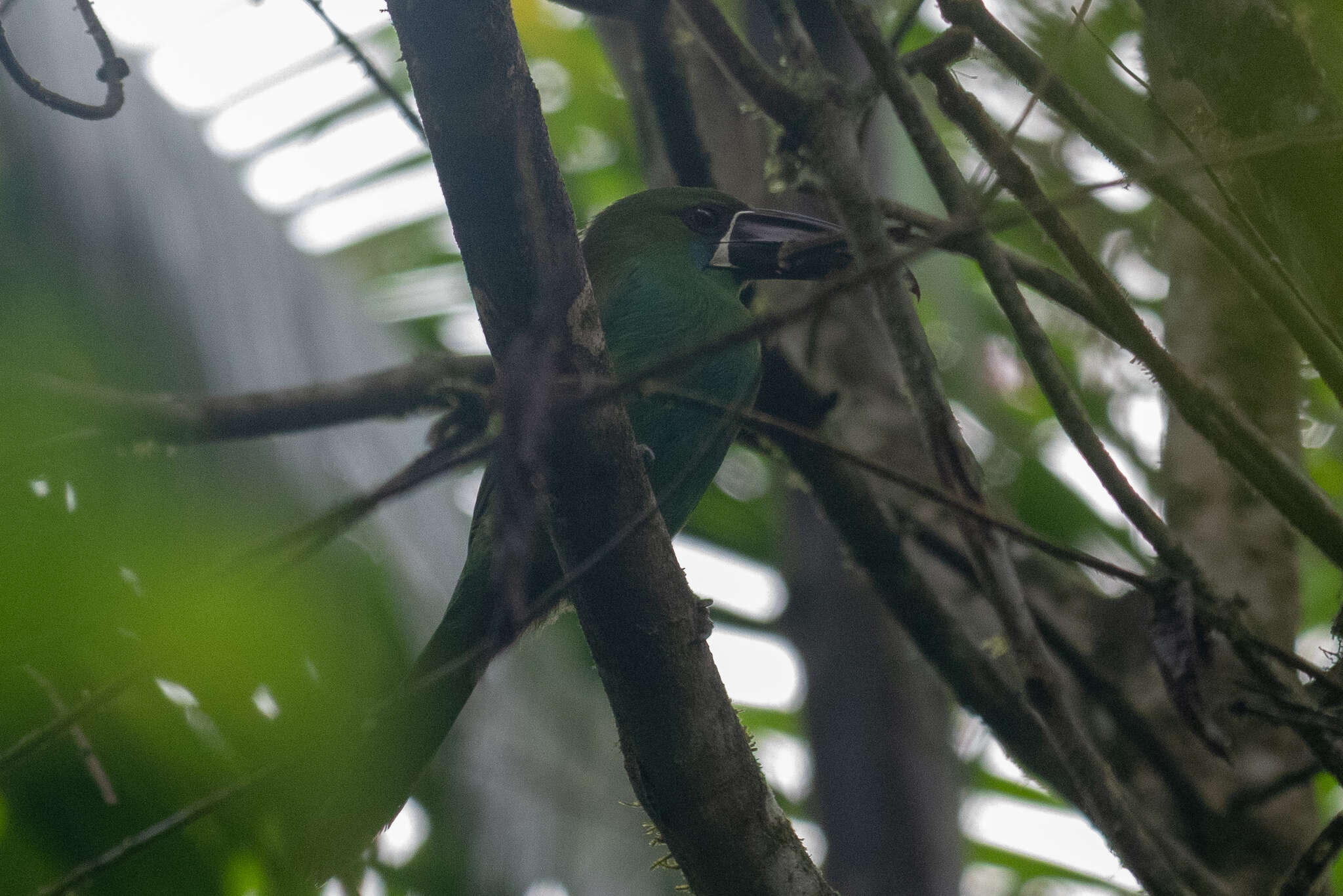 Image of Crimson-rumped Toucanet