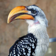 Image of Eastern Yellow-billed Hornbill