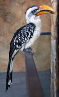 Image of Eastern Yellow-billed Hornbill